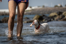 Image d'illustration d'un chien dans l'eau.