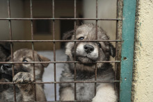 Plusieurs chiots sont enfermes dans des cages dans un chenil pour animaux a Riversaltes dans les Pyrenees-Orientales le 02 Novembre 2020.