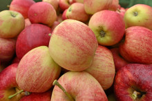 Récolte de pommes