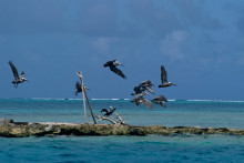 Pélicans bruns sur l'Ilet à Colas en Guadeloupe.