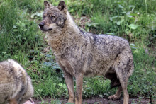 Image d'un loup au parc animalier Zoodyssée de Villiers en Bois dans les Deux Sevres