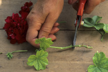 Le bouturage d'une plante