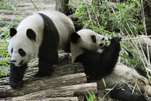 Les pandas du zoo de Beauval vont retourner en Chine