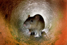 Un rat (Image d'illustration)