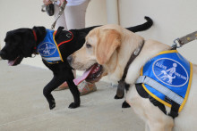 Des chien guides d'aveugles