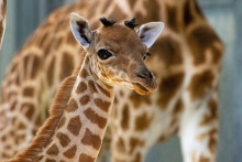 Un bébé girafe est né au parc zoologique de Paris