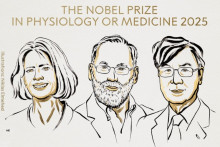 Mary E. Brunkow, Fred Ramsdell et Shimon Sakaguchi