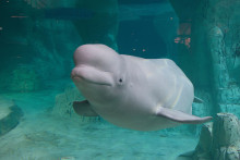 Béluga à l'aquarium de Valence, Espagne