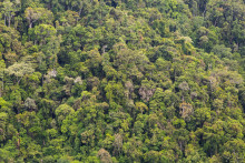 La forêt tropicale en Australie (image d'illustration).