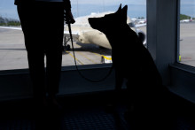 Un chien dans un aéroport (illustration)
