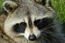 Un raton laveur (Illustration).