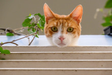 Chat roux à Montpellier