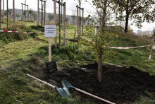 Un arbre planté pour honorer Zyed Benna et Bouna Traoré