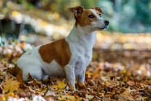 Une Britannique a fait euthanasier son Jack Russell de 14 ans pour garder son logement.