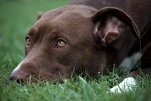 Un American Staffordshire Terrier (image d'illustration).