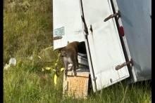 Des singes de laboratoire ont pris la fuite après l'accident d'un camion.