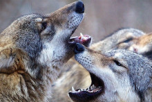 Une image du films "Les Saisons"