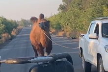 Un chameau retrouvé par des soldats ukrainiens