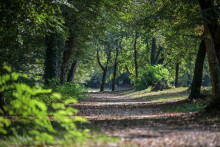 Le bois de Franqueville à Bizanos (illustration)