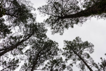 Forêt de pin à Seignosse le 6 novembre 2025