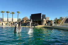 Les dauphins du Marineland d’Antibes