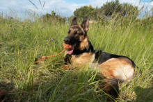 Un berger allemand de 1 an (image d'illustration)