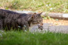Un chat ayant capturé une souris