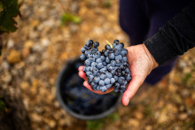 Une grappe de raisins dans la main d'un viticulteur, dans les Corbières, le 24 septembre 2024.