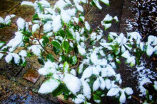 Les gelées seront présentes toute la semaine