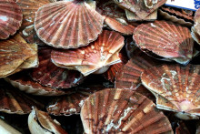 Des coquilles Saint-Jacques