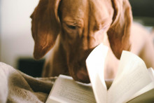 Image d'illustration