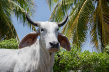 Biguine est une vache de la race brahmane, que le SIA veut mettre à l'honneur cette année.