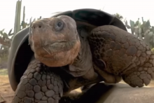 Gramma la tortue de 141 ans