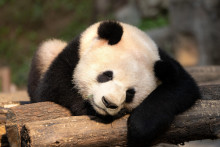 Un panda du centre de Chengdu, où se rendra Birgitte Macron le 4 décembre 2025