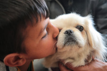 Jeune garçon et un chien