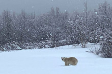 Illustration ours polaire