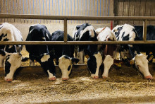 Des vaches dans la ferme de Béatrice et Patrice, à La Ronde (Charente-Maritime).