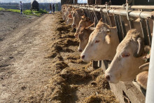 "Plus de 50%" des bovins ont été vaccinés contre la dermatose nodulaire dans le sud-ouest, annonce la ministre de l'Agriculture, samedi 27 décembre.