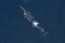 Un cétacé dans l'océan (image d'illustration)