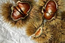 Des marrons (illustration)