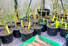 Des semis sous une serre (image d'illustration).