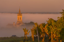 Image d'illustration - Un vignoble le matin - 2025