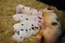 Des porcelets au Salon international de l'agriculture, le 24 février 2025
