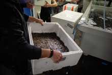 Des pêcheurs transportant des bacs remplis de civelles