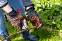 Un sécateur (illustration)