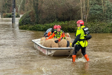 Les équipes de sauvetage évacuent les brebis d'une ferme située à Malestroit, dans le Morbihan.
