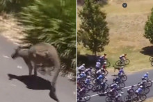 Un kangourou perturbe le Tour Down Under, le 25 janvier 2026