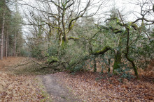 Un arbre à terre dans la forêt à Les Brouzils en France, le 13 janvier 2026