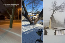 Des vidéos d'arbres explosant sous la pression du gel se répandent sur les réseaux sociaux, elle sont le plus souvent générées par IA