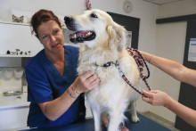 Une vétérinaire (image d'illustration)